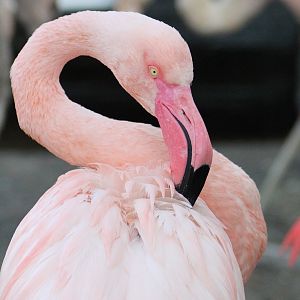 Greater flamingo? - "Afrika Sambesi"