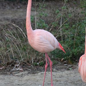 Greater flamingo? - "Afrika Sambesi"