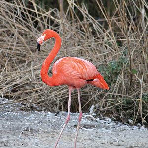 American flamingo (Phoenicopterus ruber) - "Afrika Sambesi"