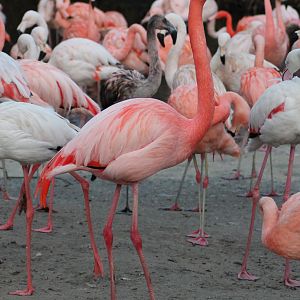 Presumable Caribbean x Greater - "Afrika Sambesi"