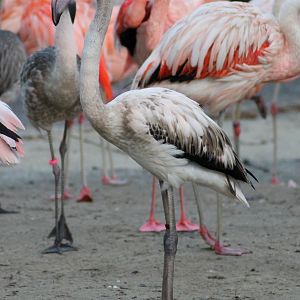 Unidenfitied flamingo - "Afrika Sambesi"