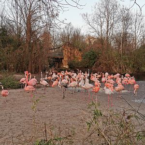 Different kinds of flamingos - "Afrika Sambesi"