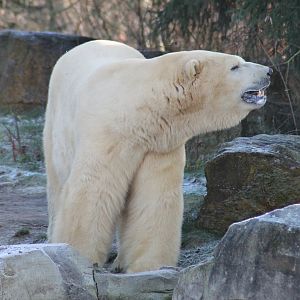 Polar bear (Ursus maritimus) - Yukon bay