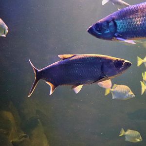 Indo-Pacific Tarpon (Megalops cyprinoides)