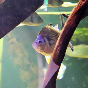 Giant Glassfish (Parambassis gulliveri)