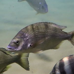 Yellowfin Bream (Acanthopagrus australis)
