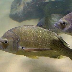 Yellowfin Bream (Acanthopagrus australis)