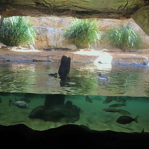 Little Penguin Enclosure