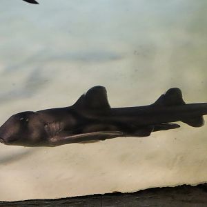 Port Jackson Shark (Heterodontus portusjacksoni)