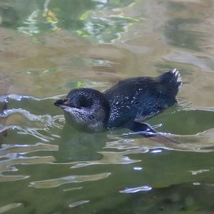 Little Penguin (Eudyptula minor)