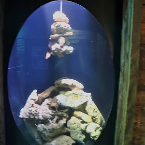 South Coast Shipwreck- Moray Eel Tank