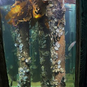 South Coast Shipwreck- Tank Example