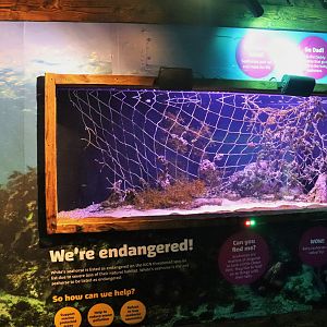 South Coast Shipwreck- White's Seahorse Tank