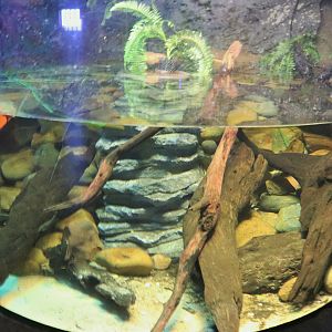 Freshwater Crocodile Tank