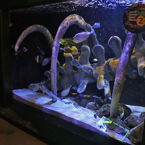 Jurassic Seas- Bamboo Shark/Fish Tank