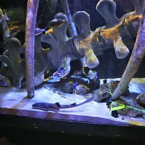 Jurassic Seas- Bamboo Shark/Fish Tank