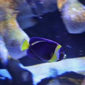 Scribbled Angelfish (Chaetodontoplus duboulayi)