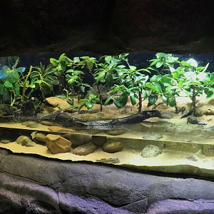 Mudskipper Tank