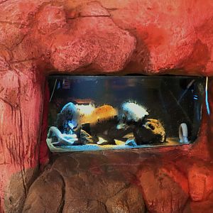 Hagfish Tank