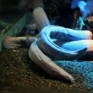 Broad-gilled Hagfish (Eptatretus cirrhatus)