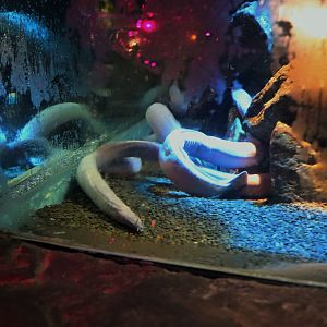 Broad-gilled Hagfish (Eptatretus cirrhatus)