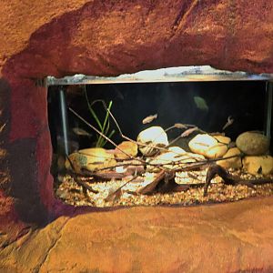 Firetail Gudgeon Tank