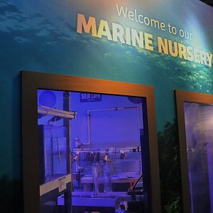 Marine Nursery