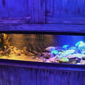 Slipper Lobster/Fish Tank