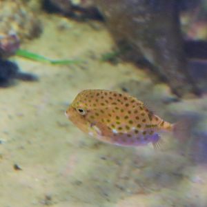 Southern Pygmy Leatherjacket (Brachaluteres jacksonianus)
