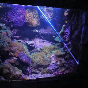 Clownfish Tank