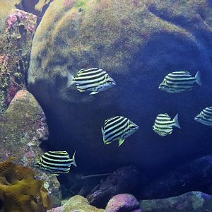 Stripey (Microcanthus strigatus)