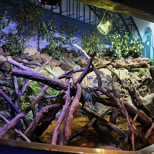 Water Dragon Enclosure