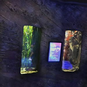 Sydney Harbour- Tank Examples