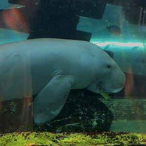 Dugong (Dugong dugon)