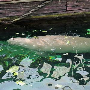 Dugong (Dugong dugon)