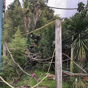 Cotton top tamarin exhibit