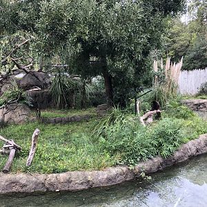 White handed gibbon exhibit