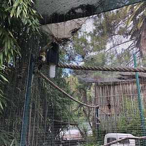 Malayan wreathed hornbill exhibit