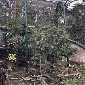 New curassow exhibit