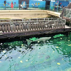Dugong Feeding Platform