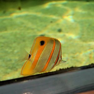 Copperband Butterflyfish (Chelmon rostratus)