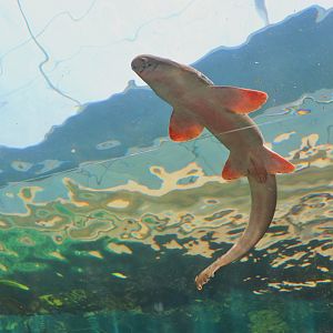 Epaulette Shark (Hemiscyllium ocellatum)