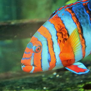 Harlequin Tuskfish (Choerodon fasciatus)