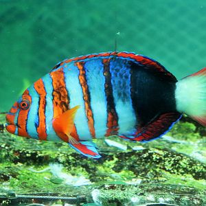 Harlequin Tuskfish (Choerodon fasciatus)