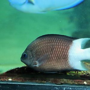 Bicolor Chromis (Chromis margaritifer)