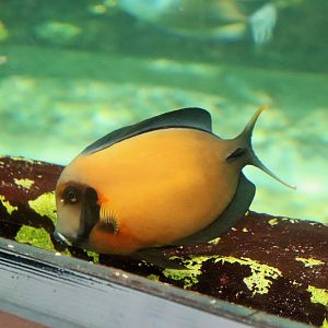 Chocolate Surgeonfish (Acanthurus pyroferus)