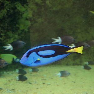 Pacific Blue Tang (Paracanthurus hepatus)
