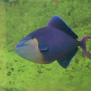 Red-toothed Triggerfish (Odonus niger)