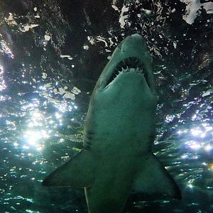 Grey Nurse Shark (Carcharias taurus)