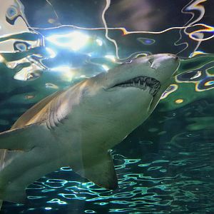 Grey Nurse Shark (Carcharias taurus)